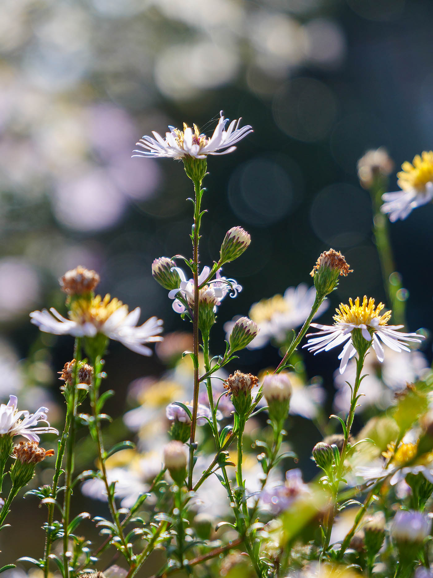 photo fleur et bokeh