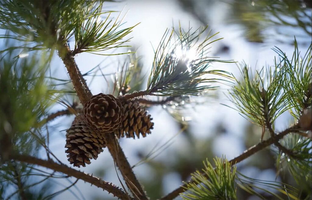 bokeh et flou arrière plan