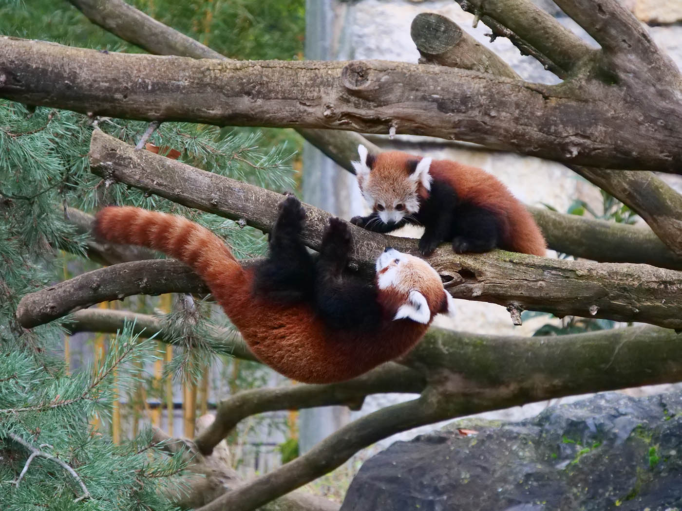 maman panda roux et son bébé