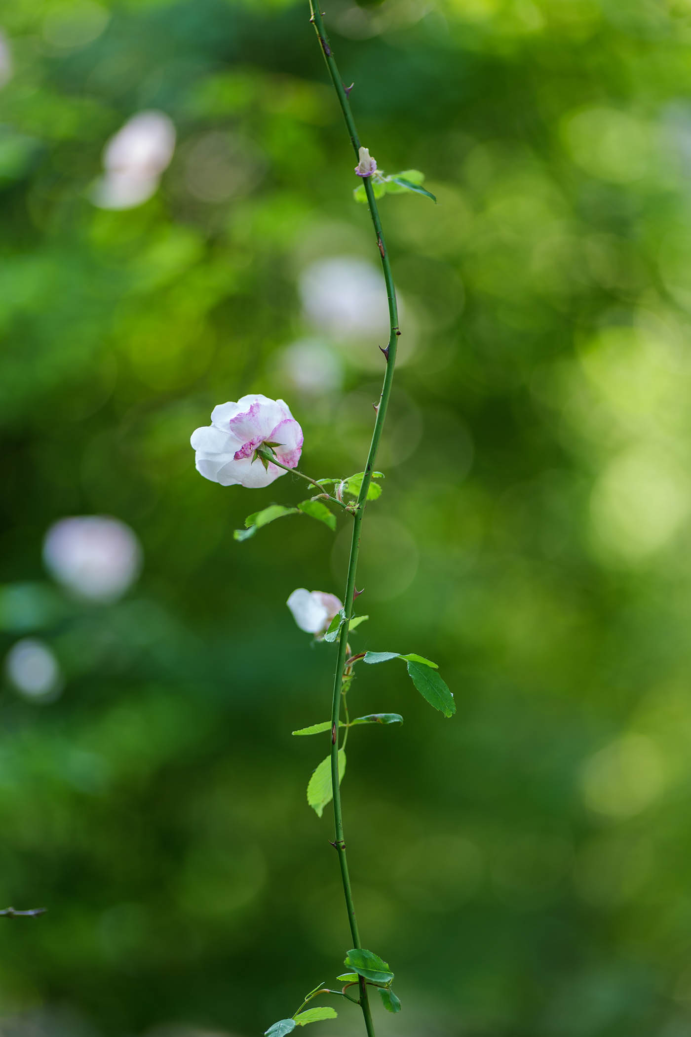 photo fleur bokeh plein format vs micro 4/3