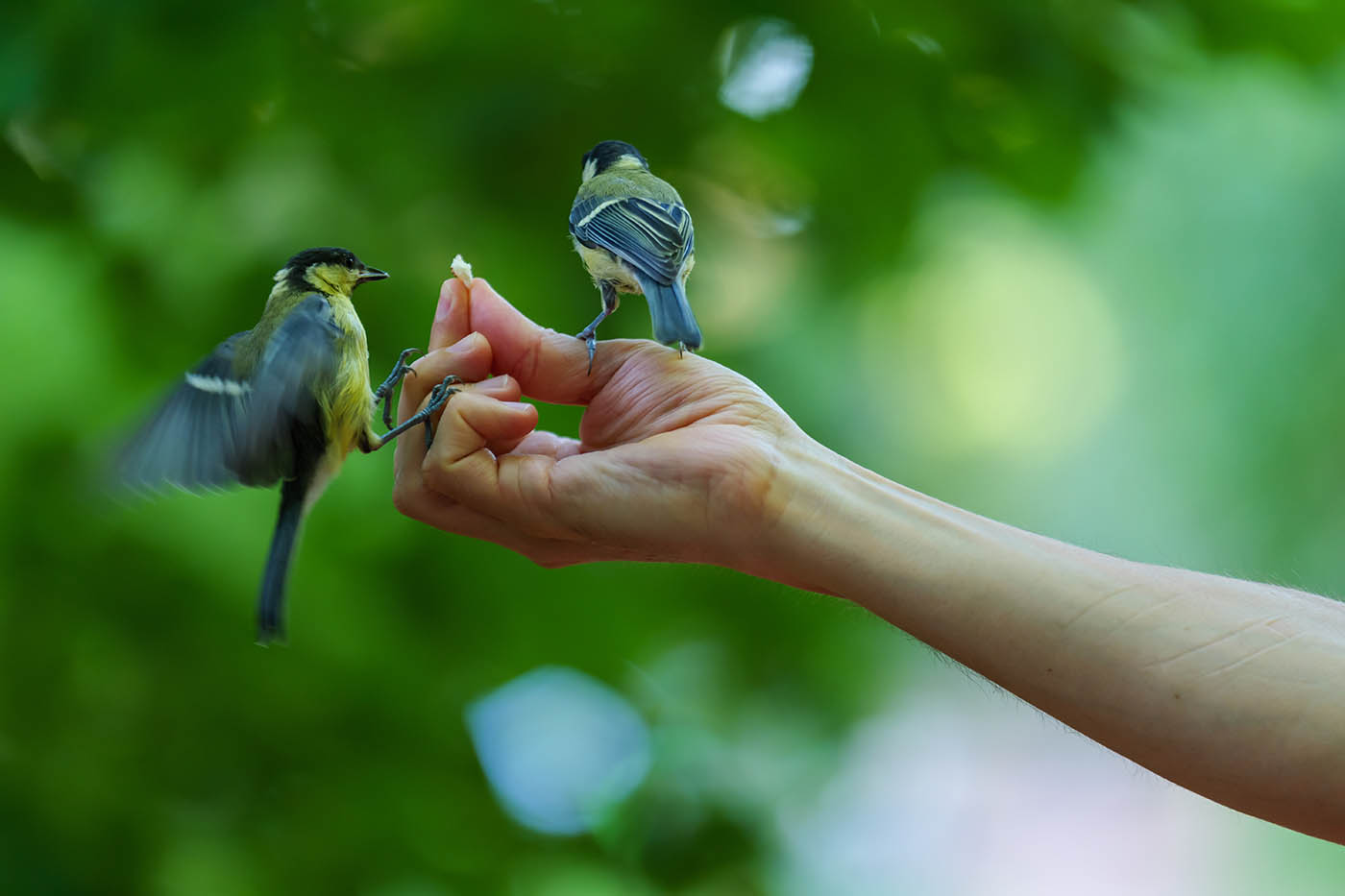 rafale et photo oiseau