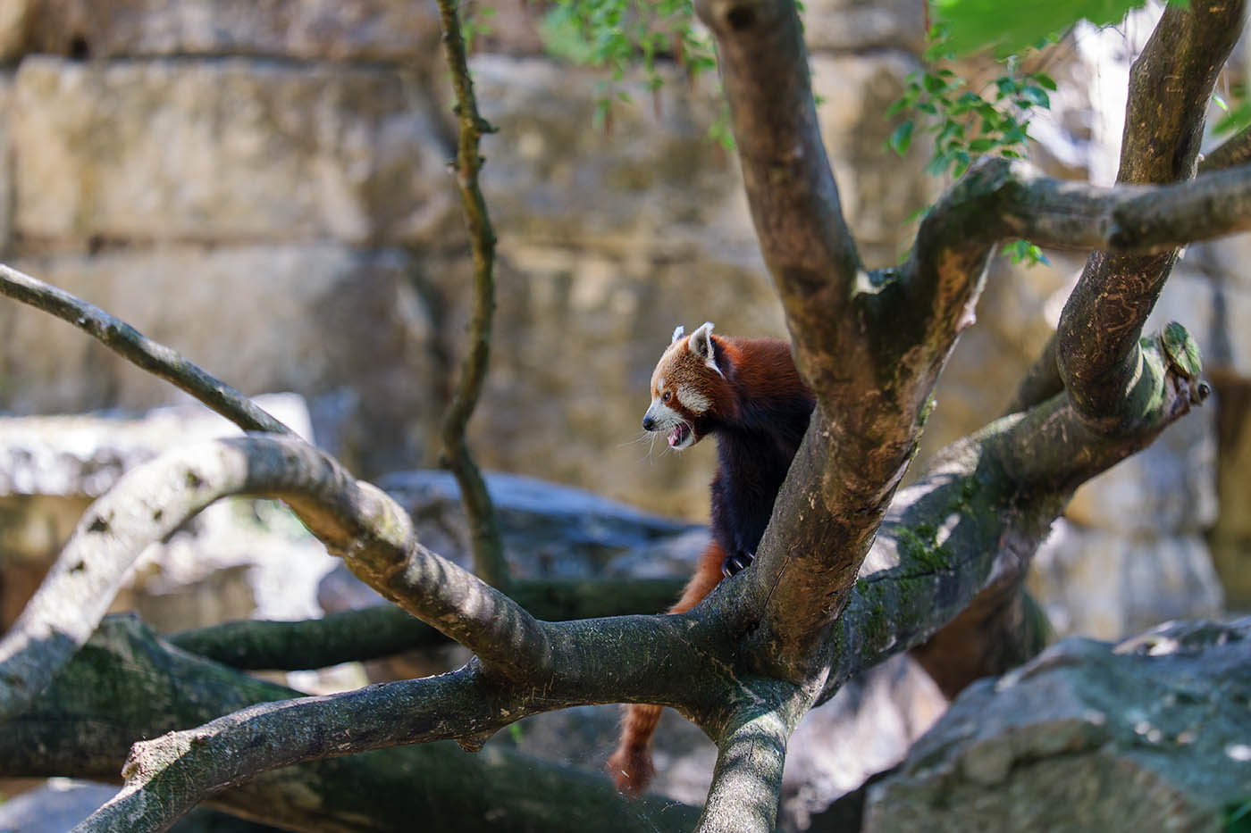 photo animaux et autofocus