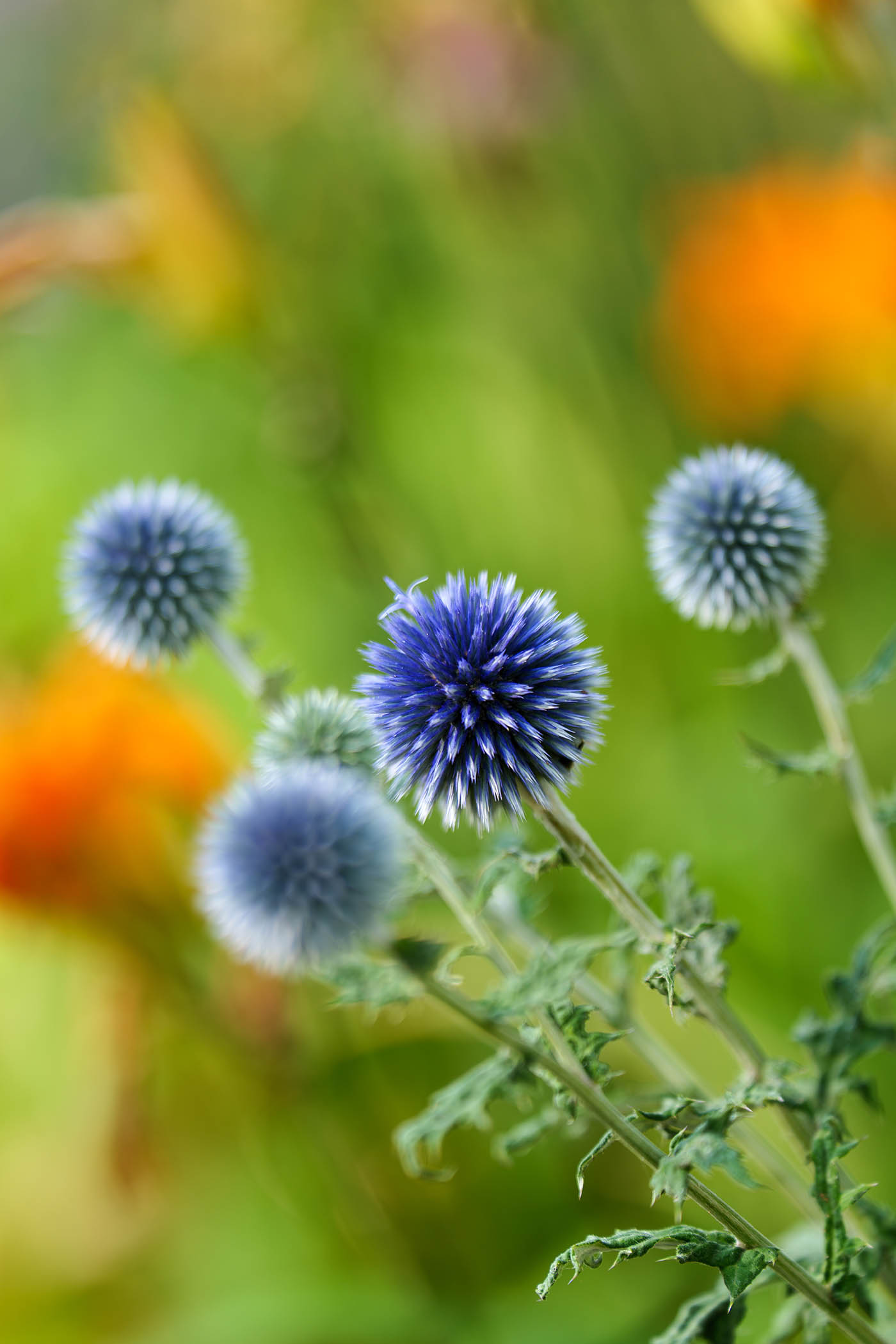 photo fleurs proxi-macro