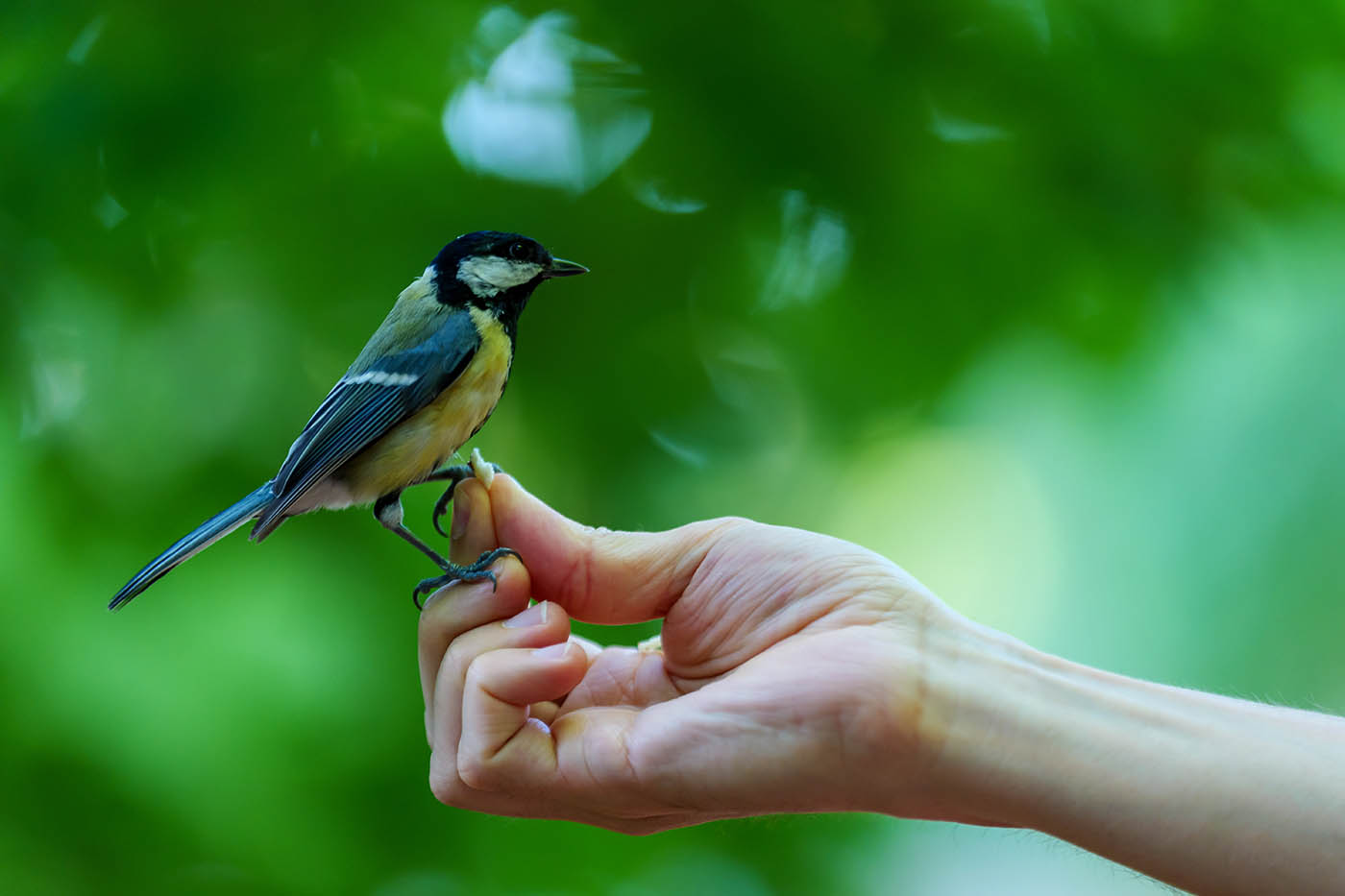 photo mésange netteté