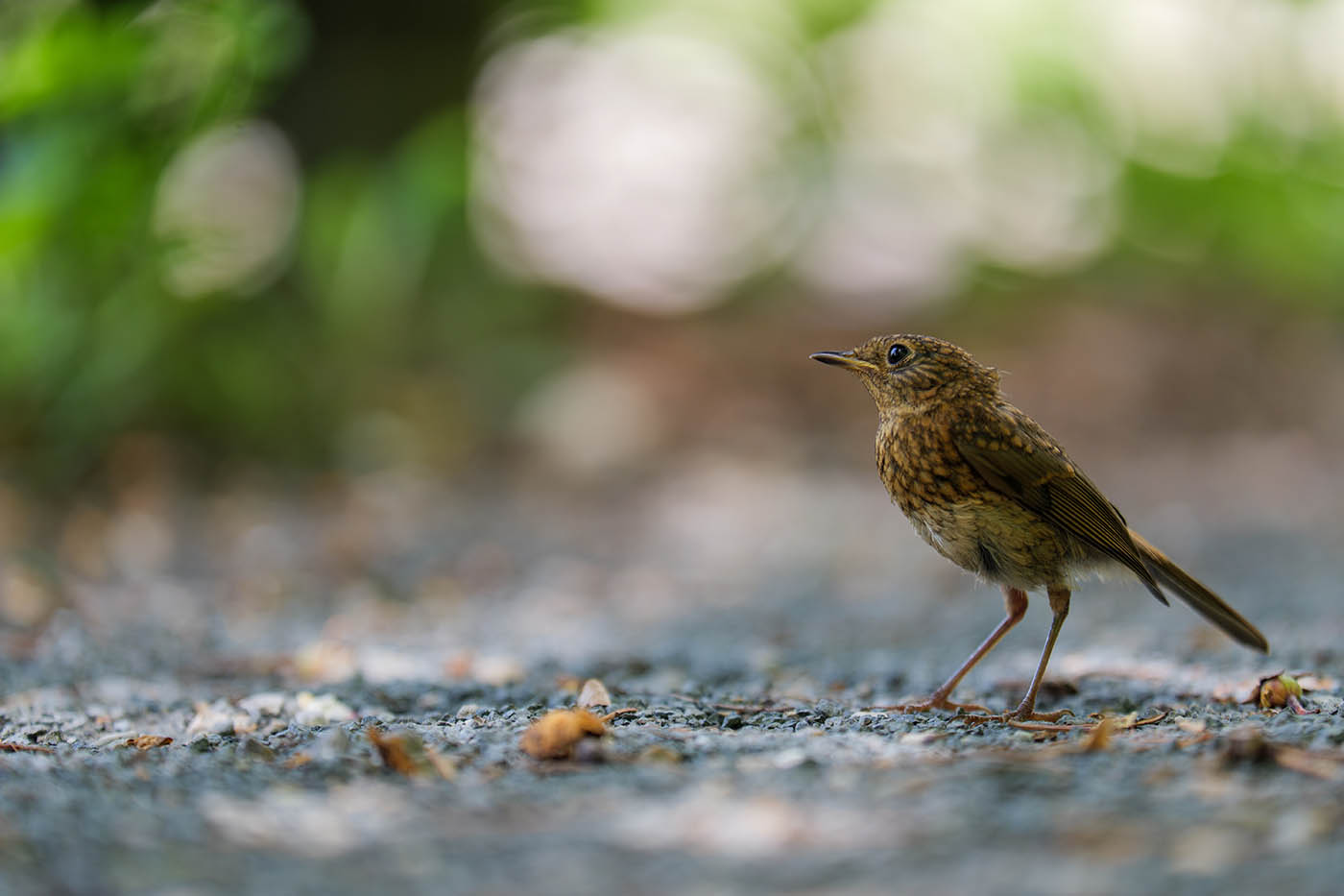 photo oiseau au télé-objectif