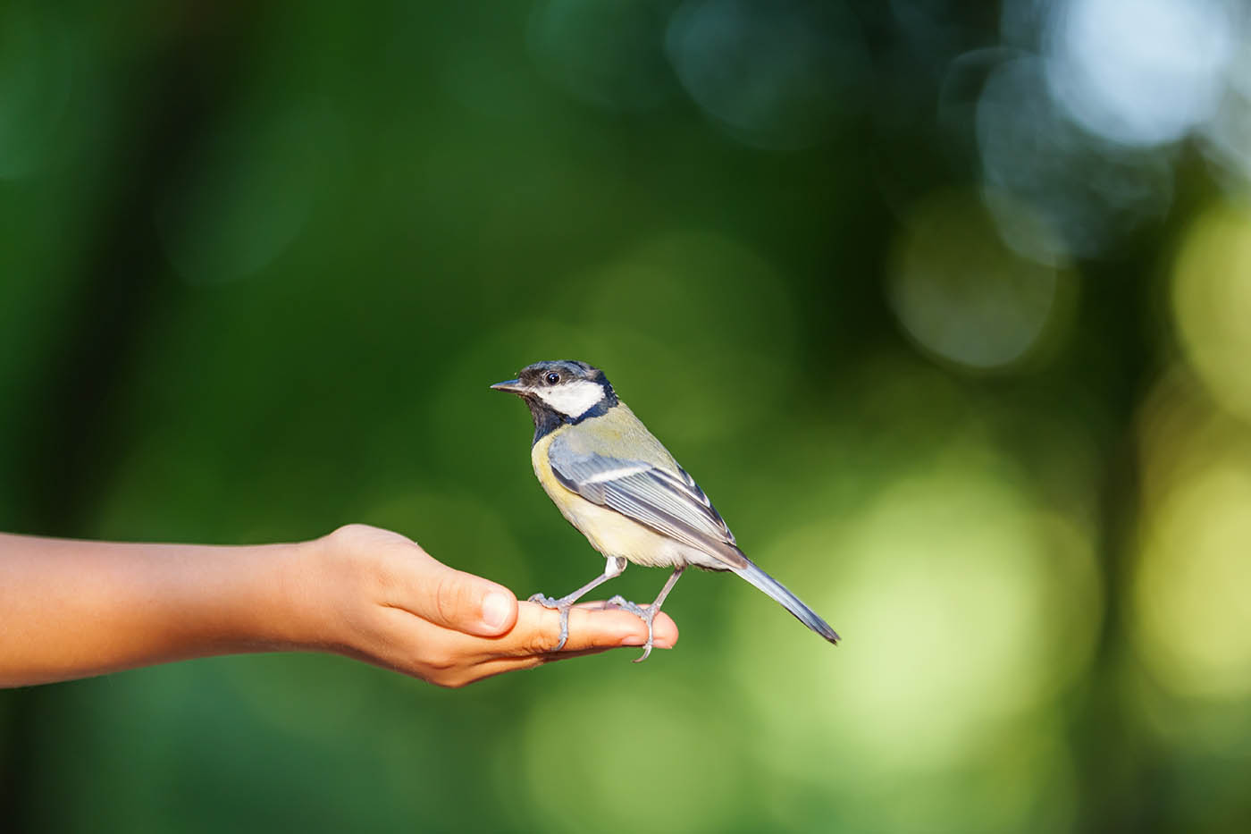 photo oiseau et mise au point automatique