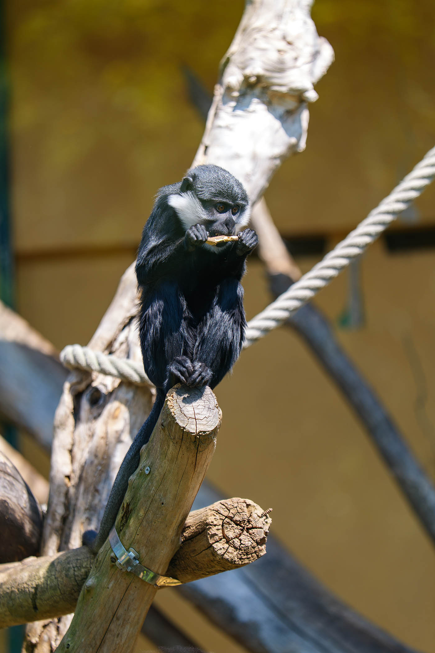 photographie animalière avec téléobjectif L-Mount