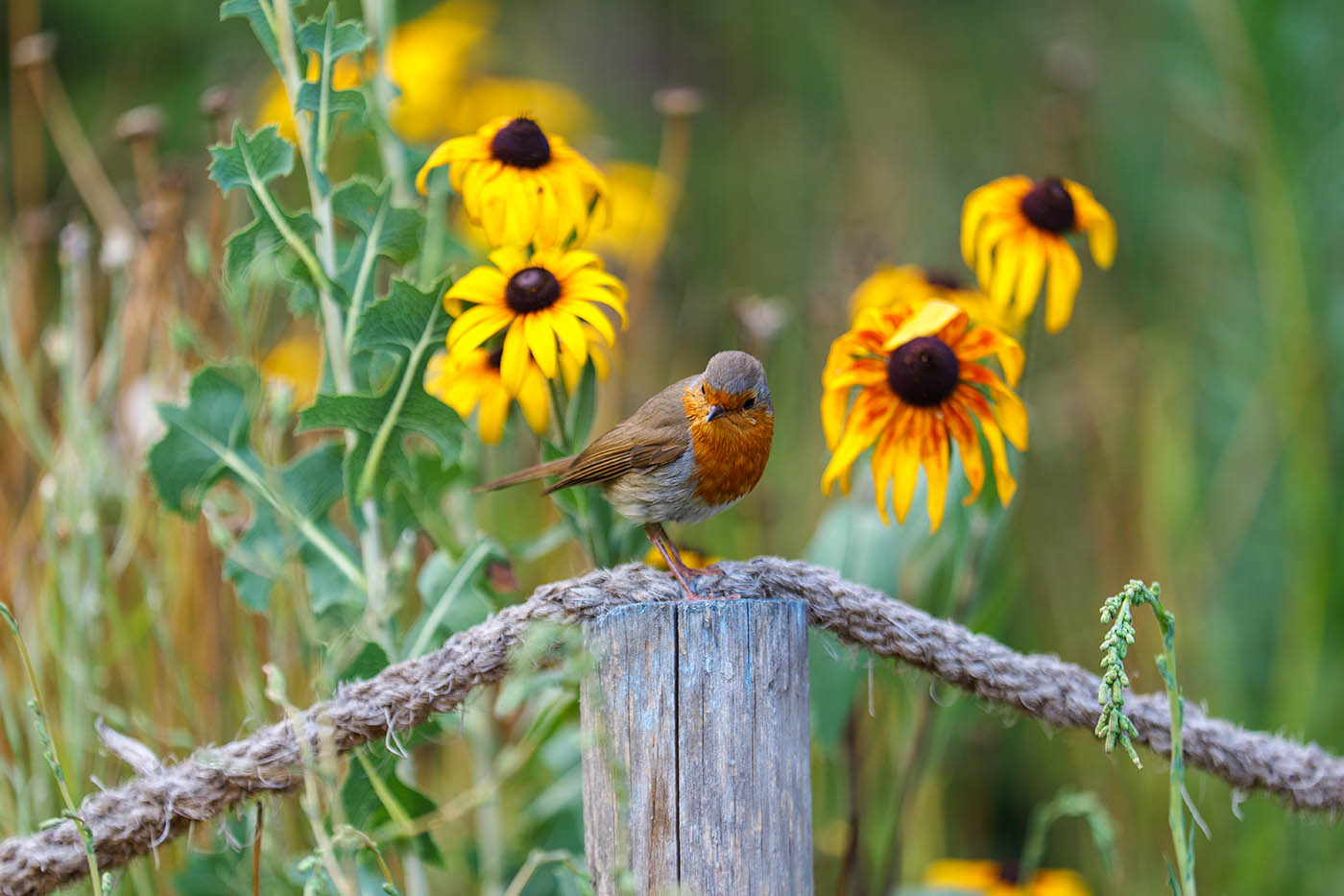 photographie oiseaux avis