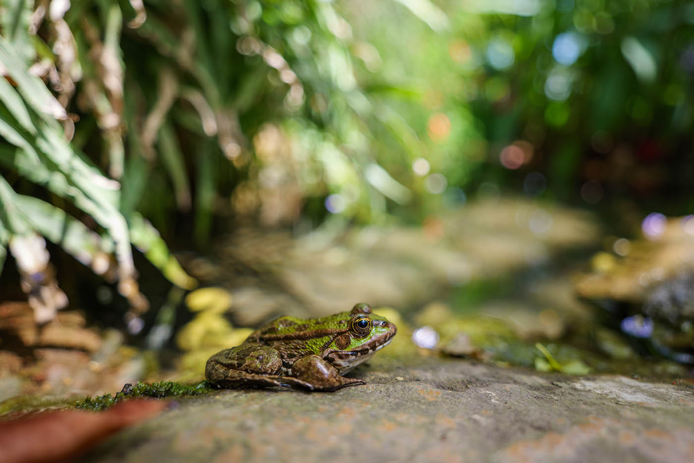 Lumix 18mm f1.8 proxi macro