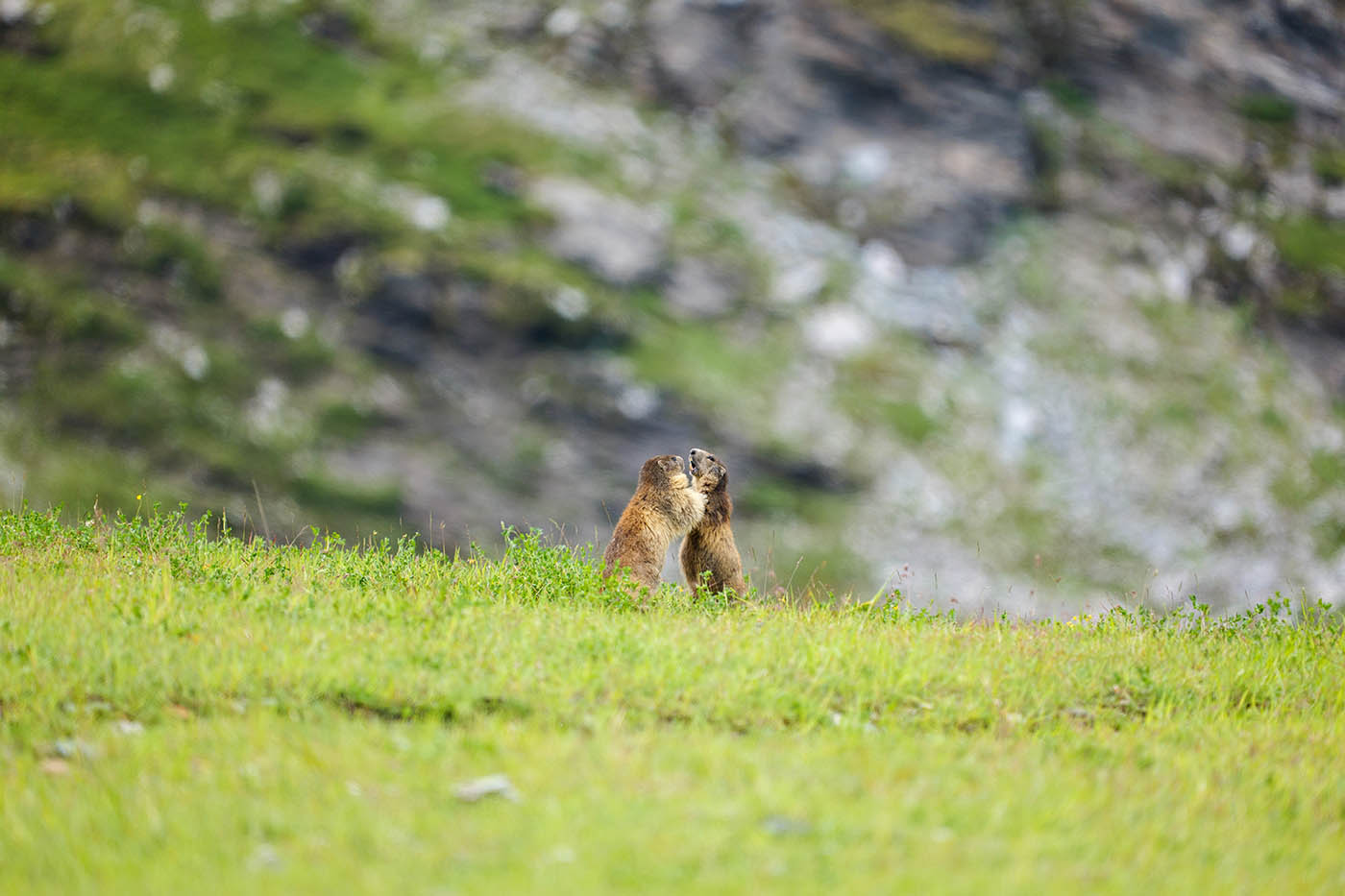 astuce photo animalière