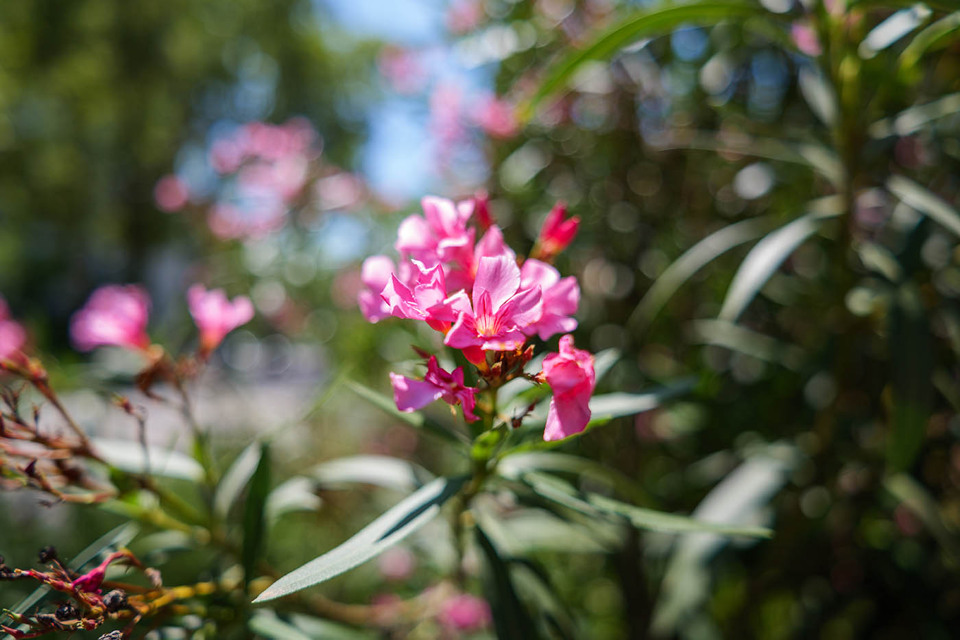 billes de bokeh avis