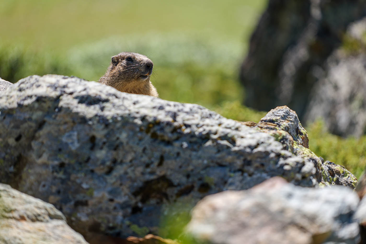 comment approcher les marmottes