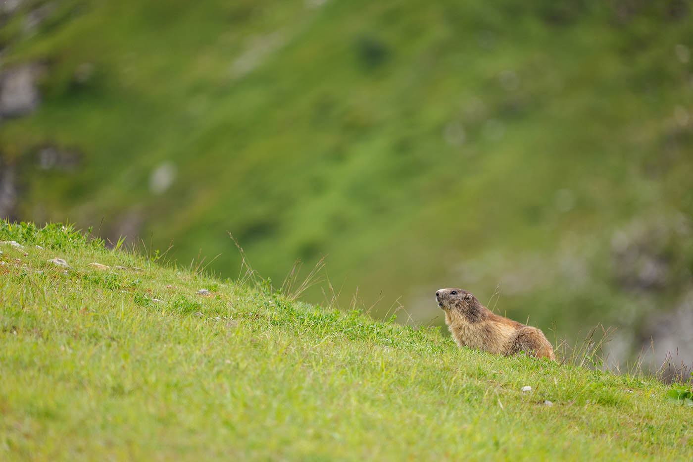 comment observer les marmottes