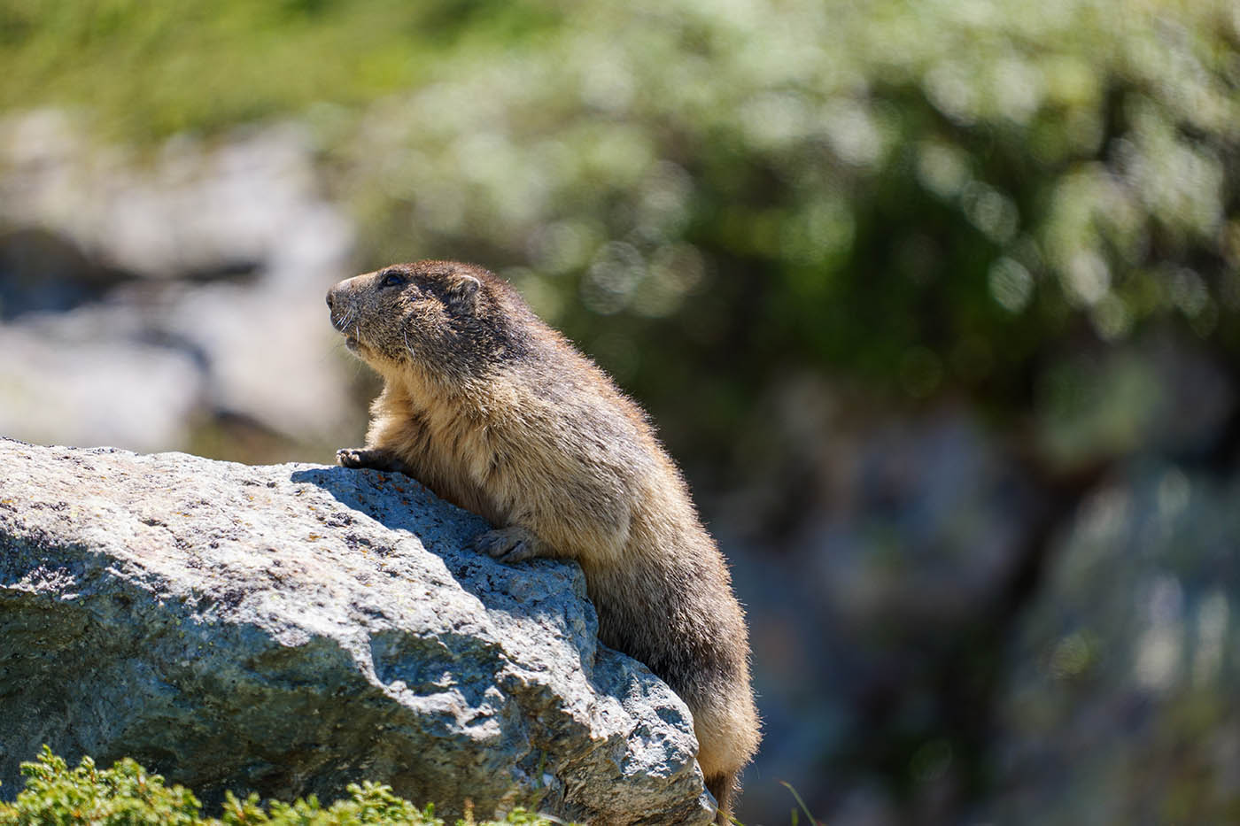 conseils photo animalière