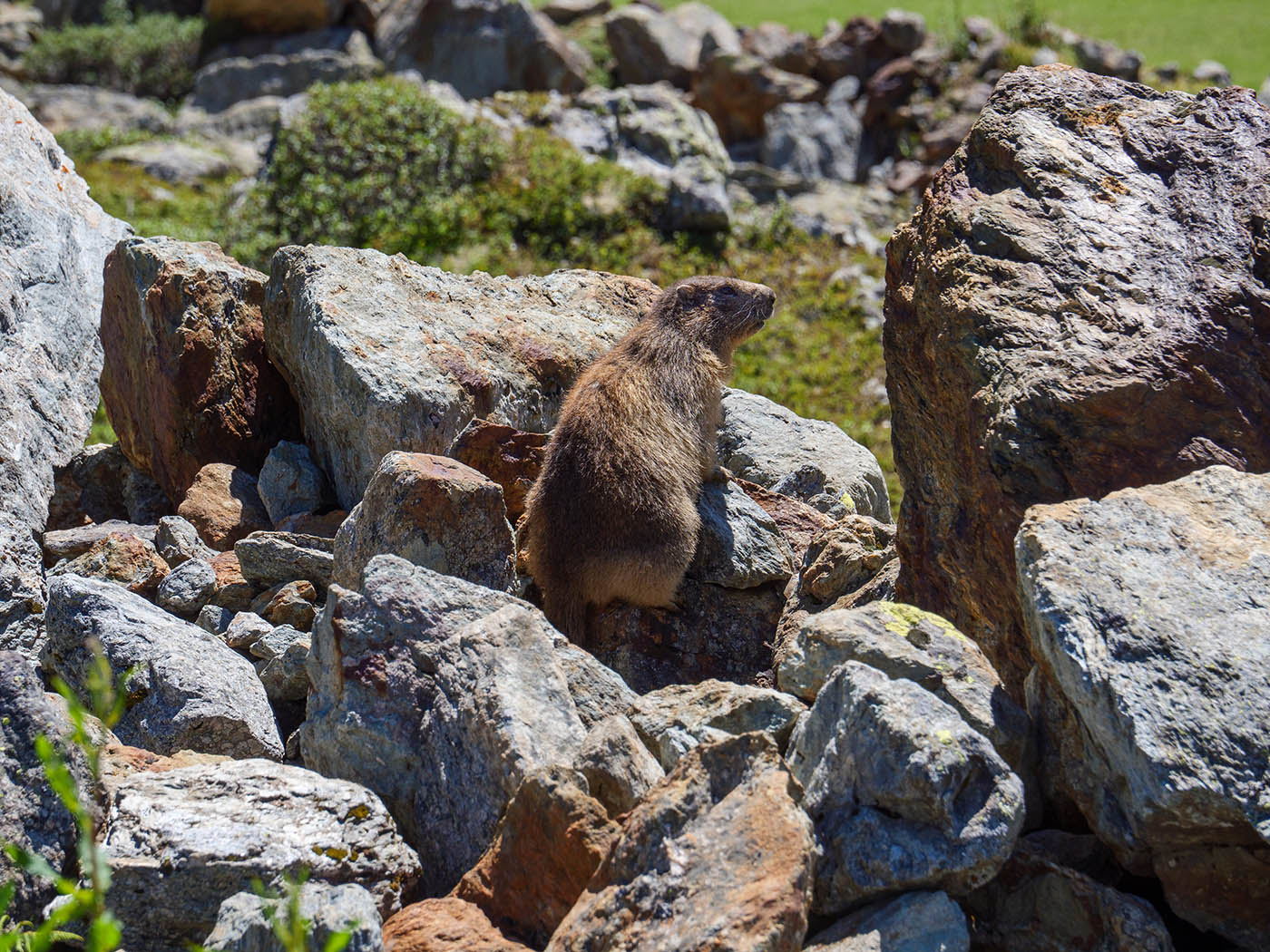 débuter en photo animalière