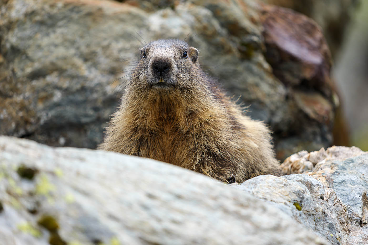 filmer et photographier les marmottes dans les Alpes