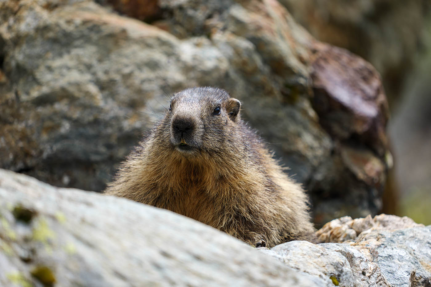 filmer les marmottes