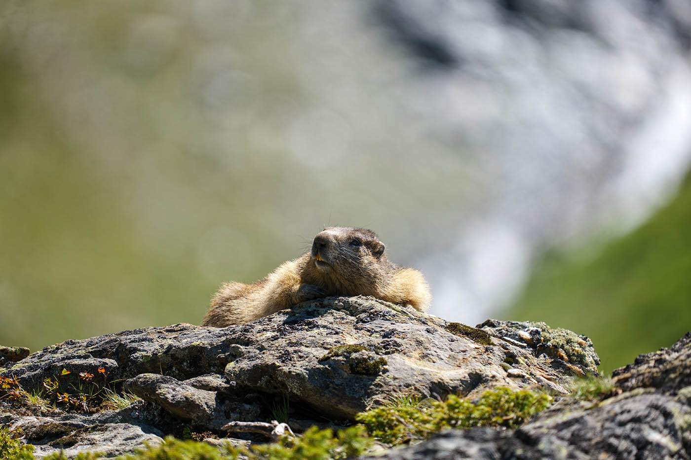 où vit la marmotte