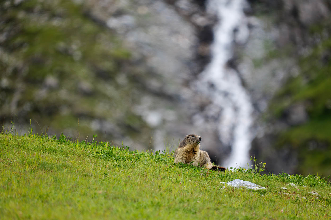 où voir les marmottes