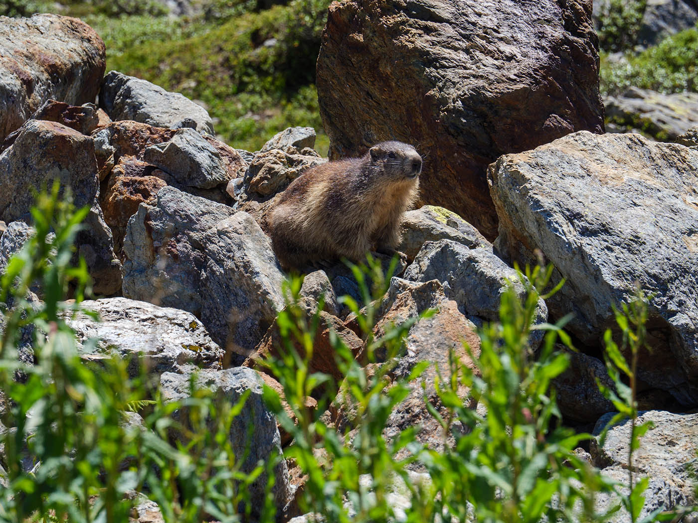 photo marmotte par un débutant