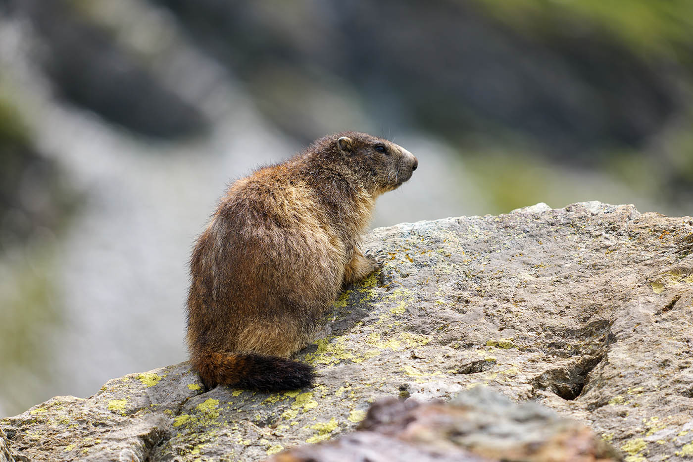 photographie de marmotton