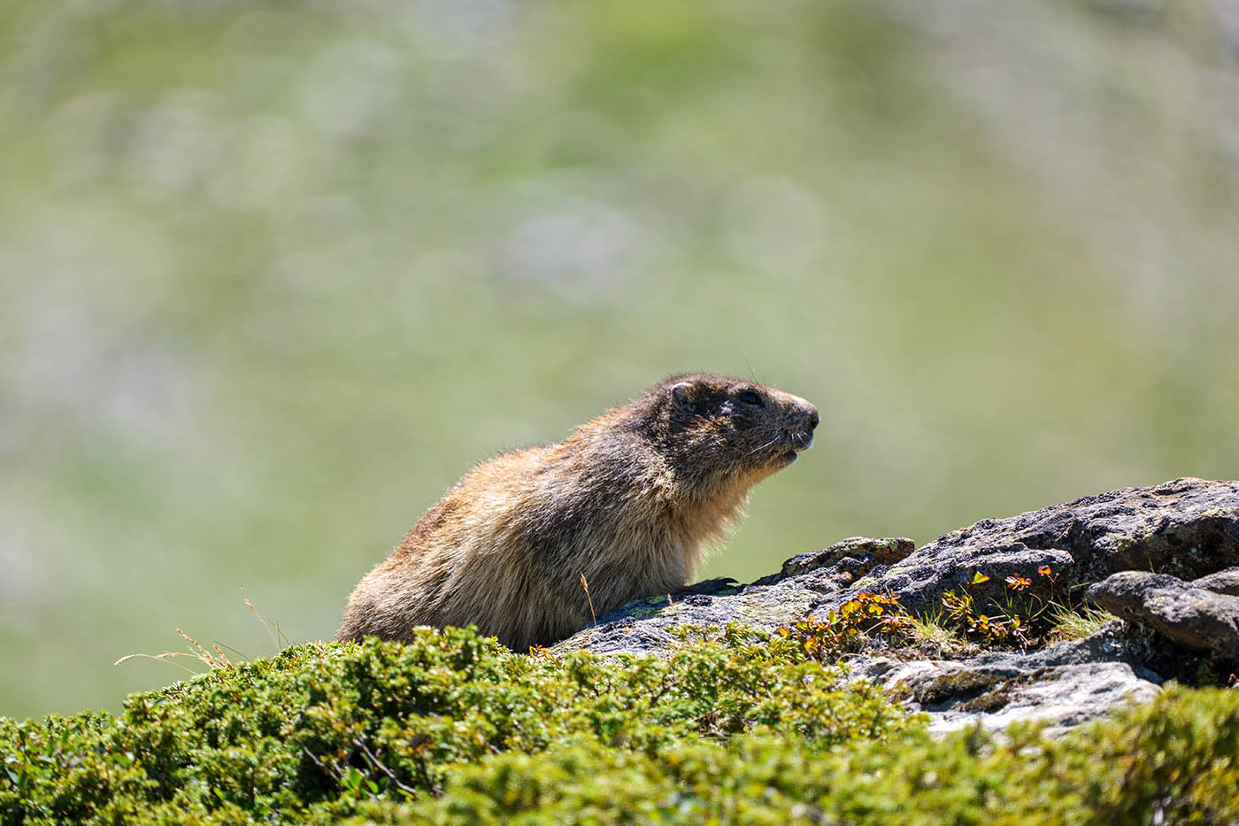 photographier les marmottes