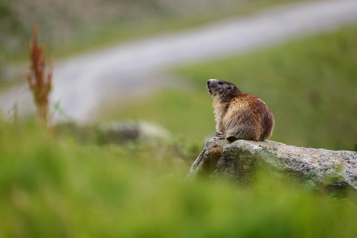 photographies de marmottes