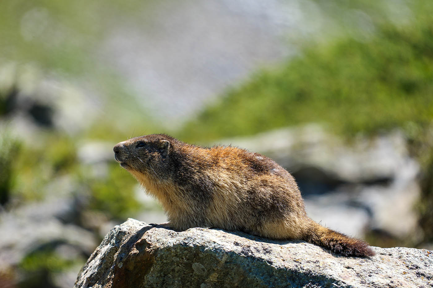 réussir photos de marmottes