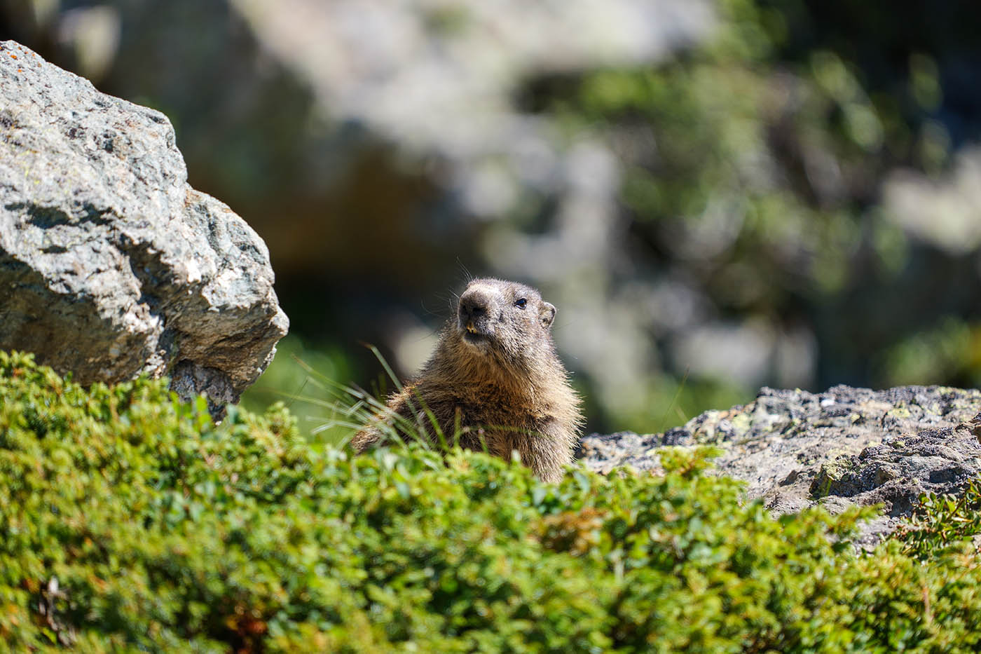 tuto photo animalière dans les Alpes