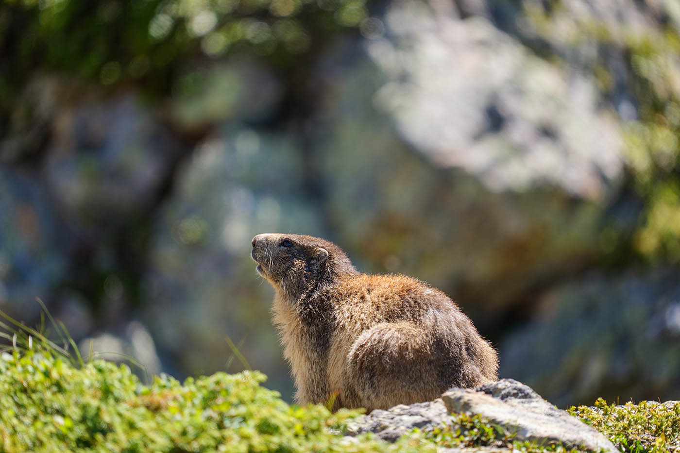 tuto photographie animalière débutant