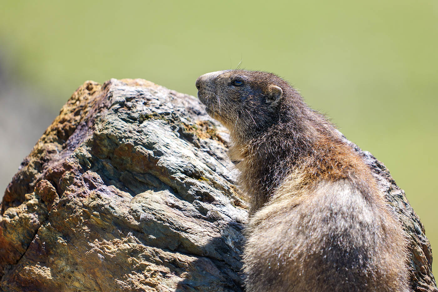 tuto vidéo de marmottes