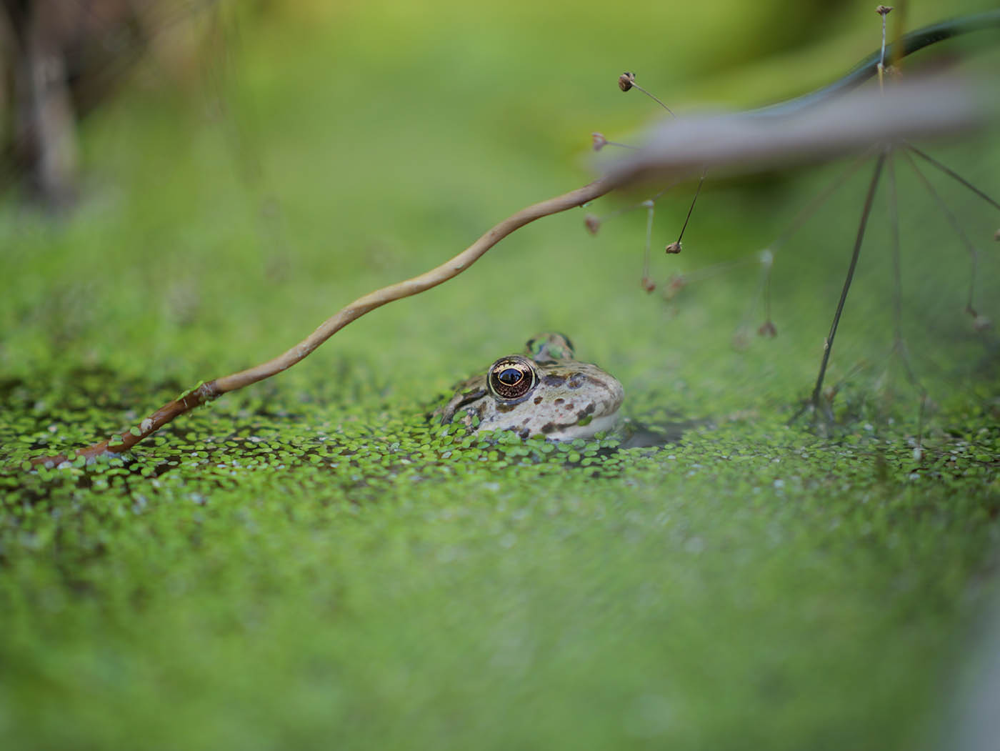 Panasonic G9II qualité image