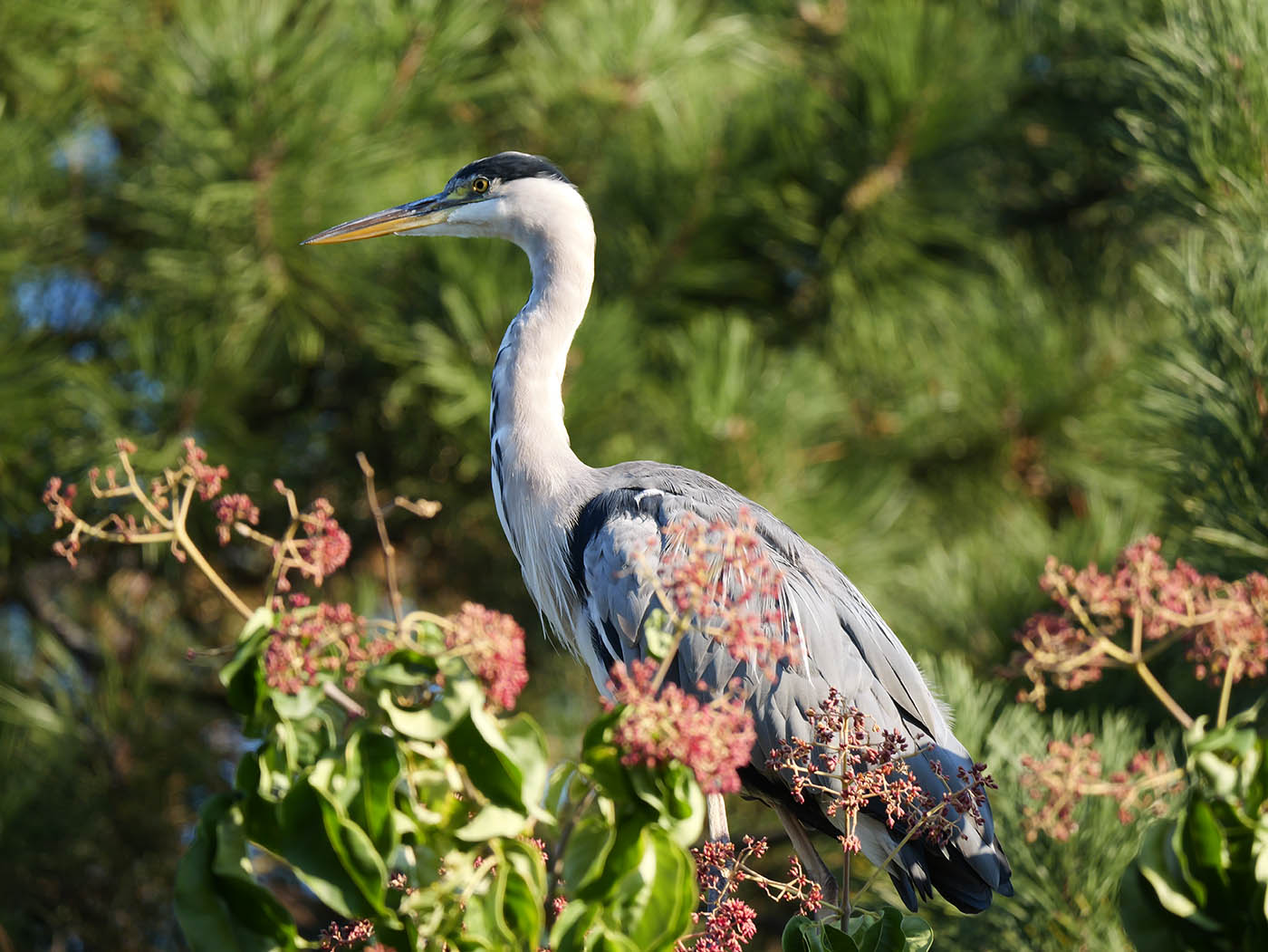 Panasonic G9II test de l'autofocus sur les oiseaux