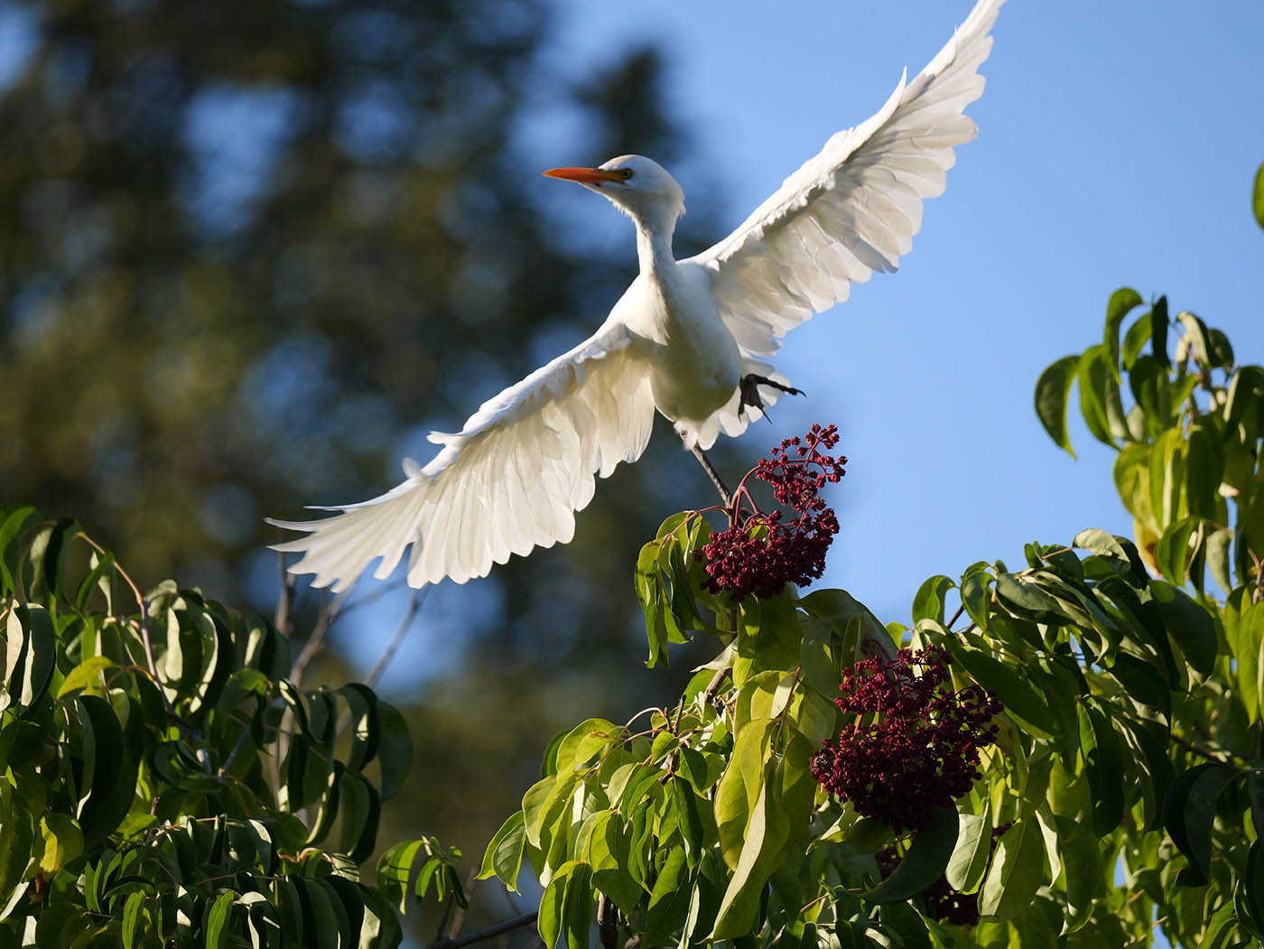 Photographie oiseau en vol