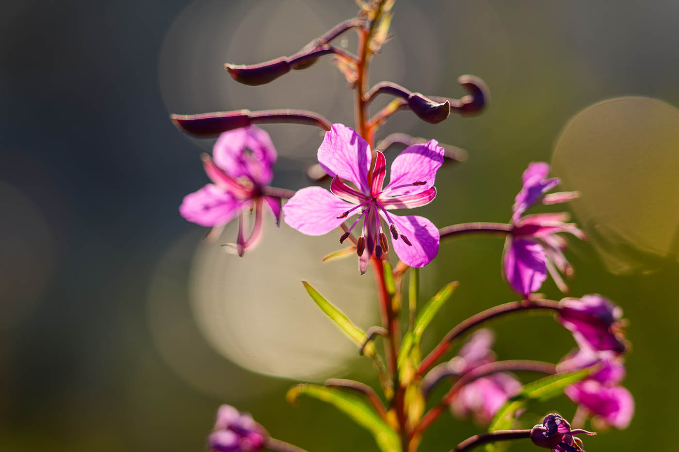 Sigma 60-600mm DG DN prix