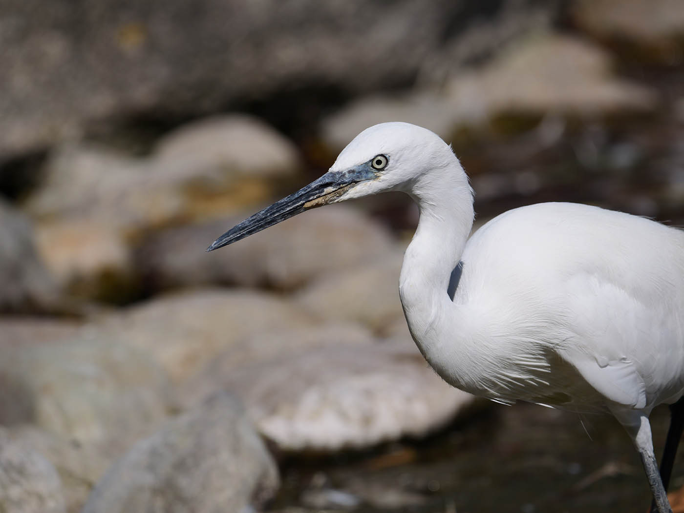 aigrette photographiée avec télé-objectif et hybride micro 4/3