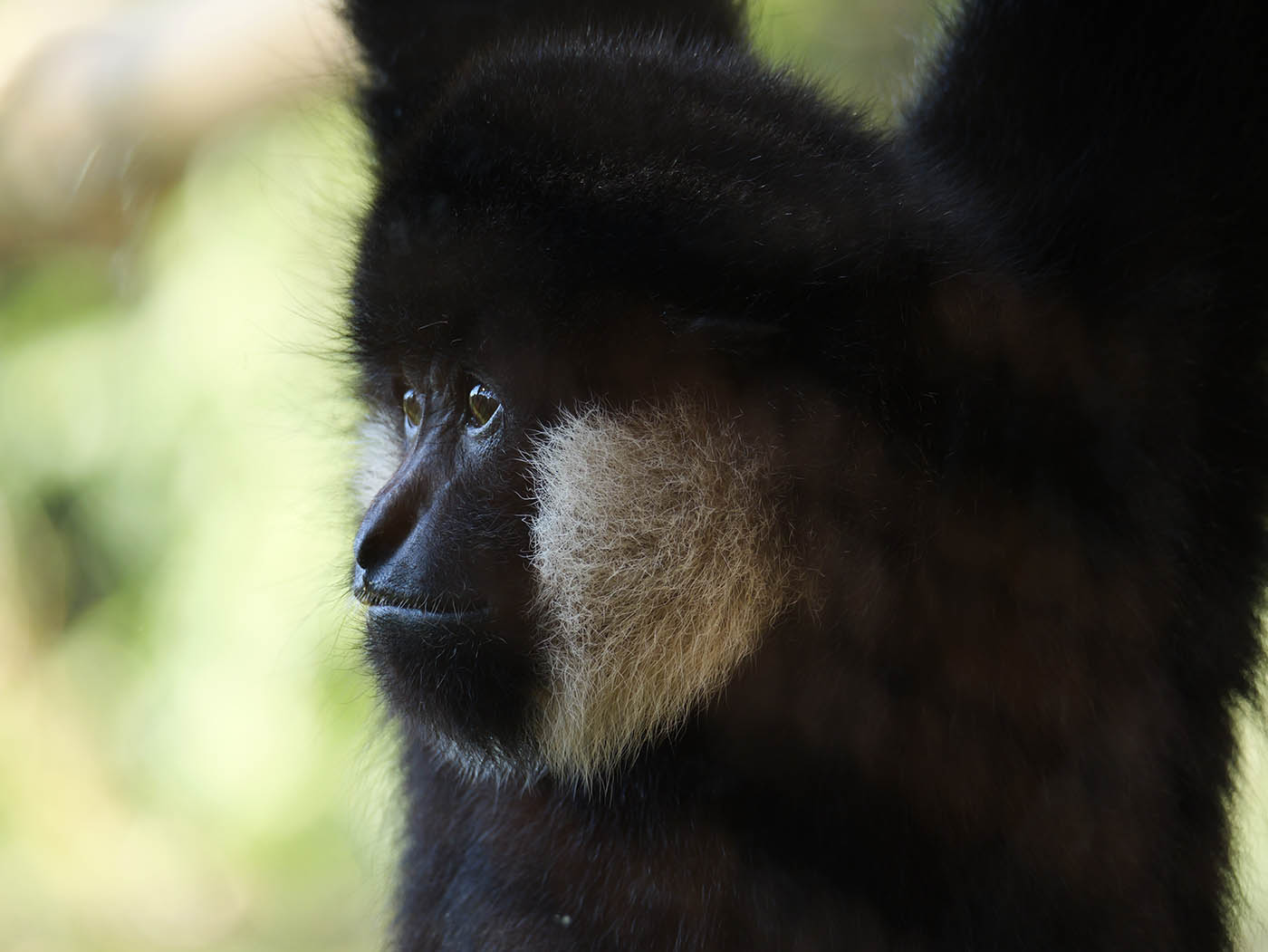 jeune gibbon au Lumix G9II Panasonic