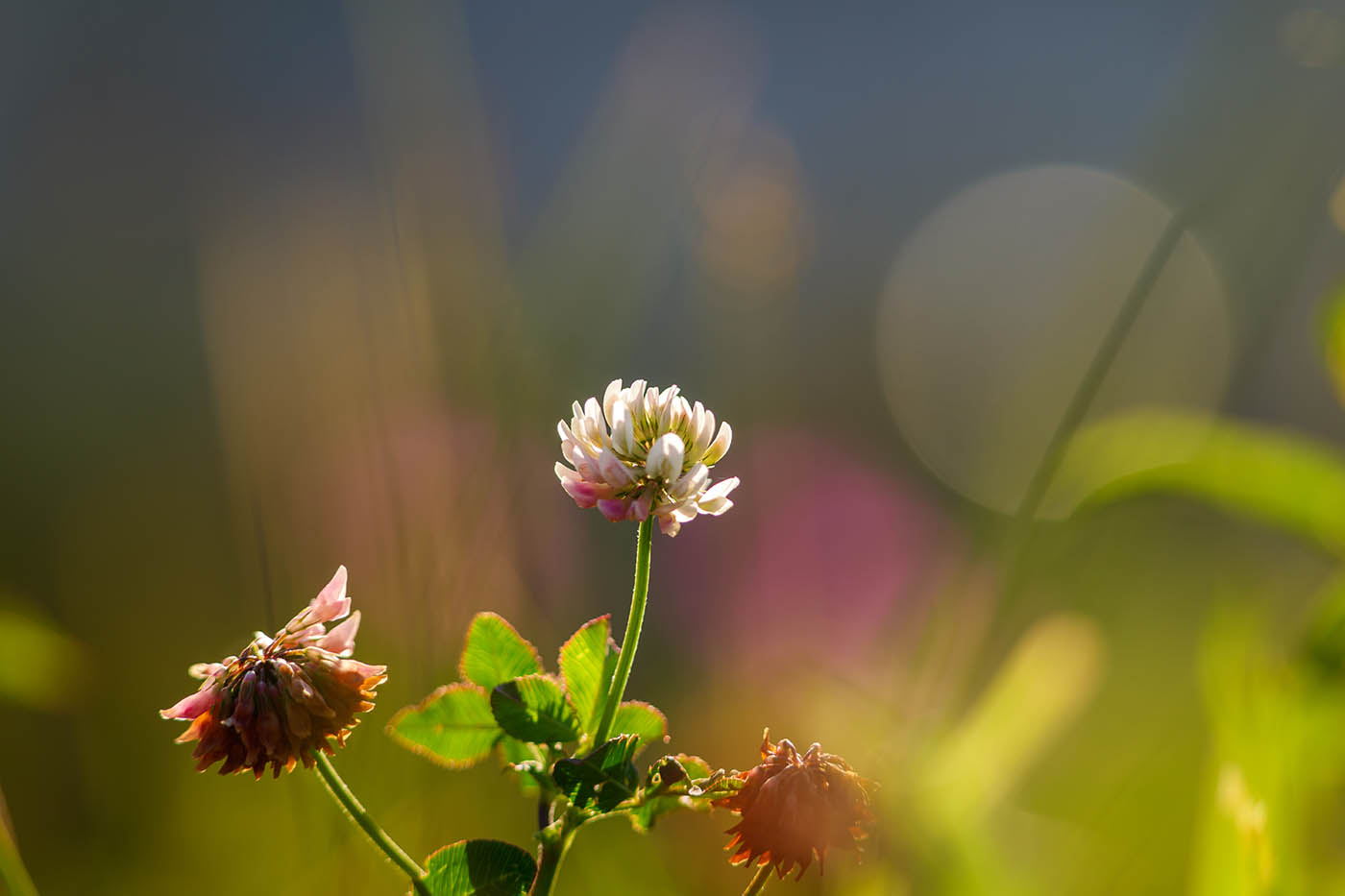 macro créative de fleurs