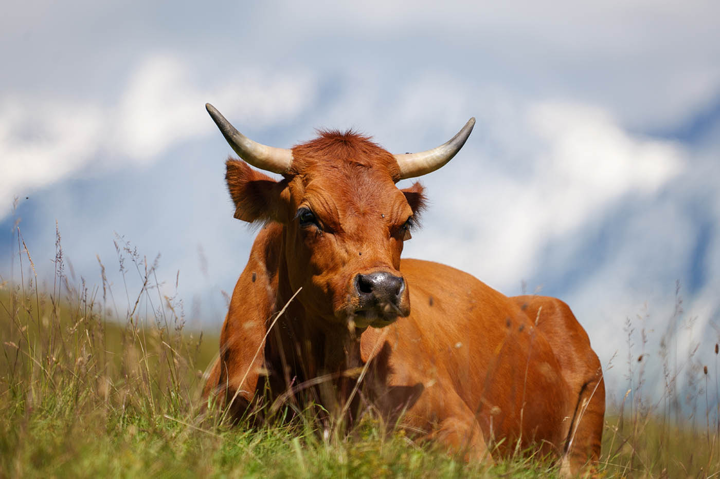 photo animalière avec téléobjectif