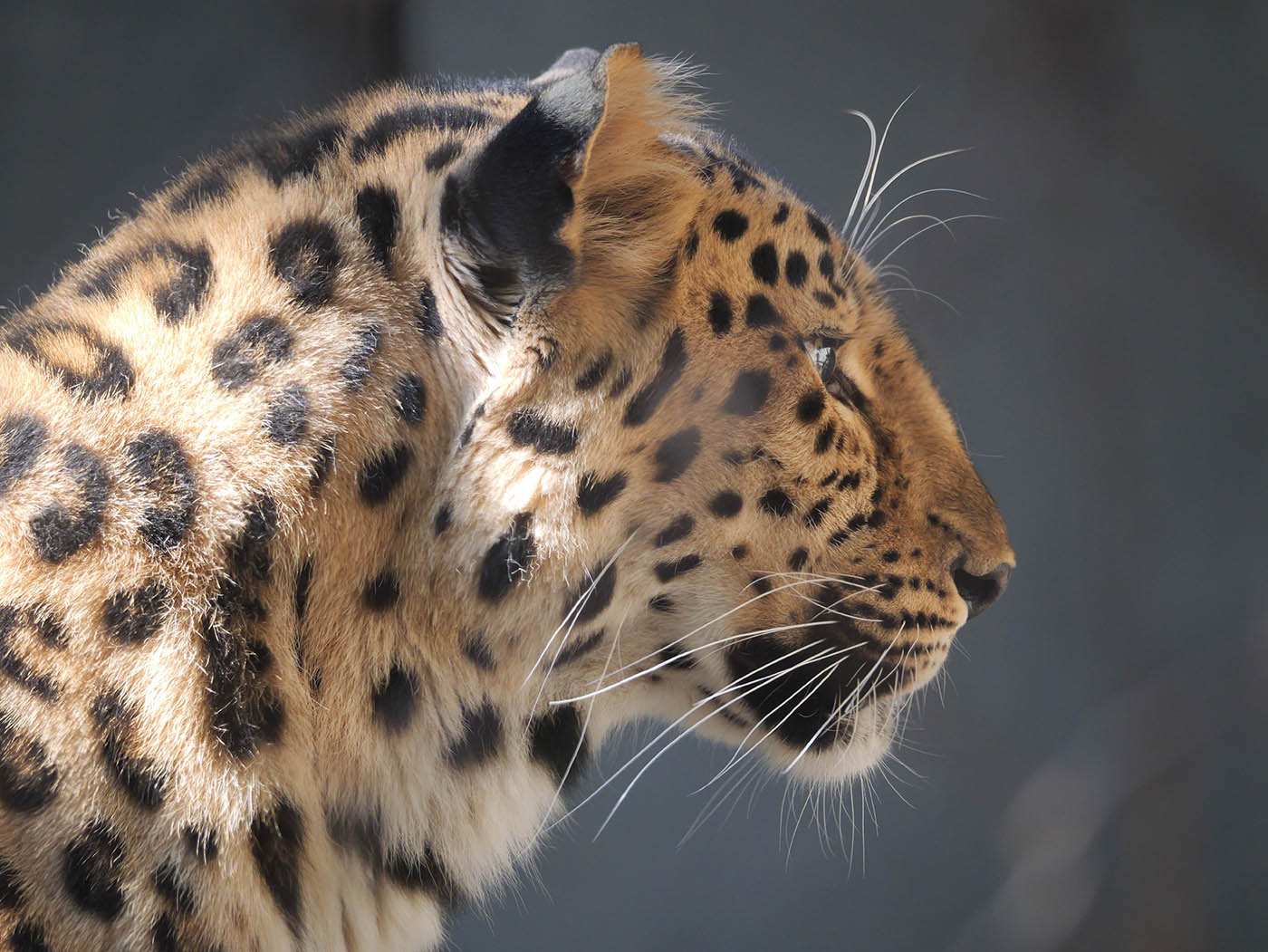 photo animalière