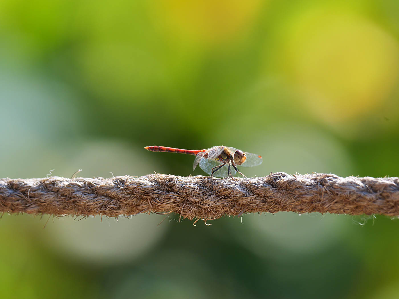 photo insecte en proxi-macro