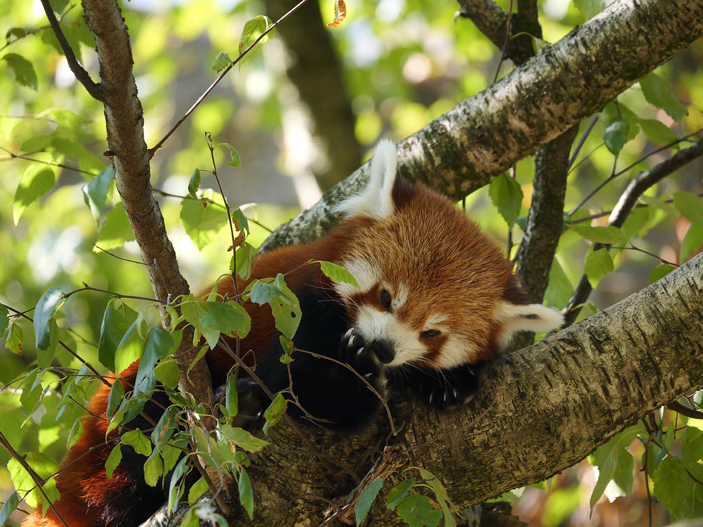 photographie animalière