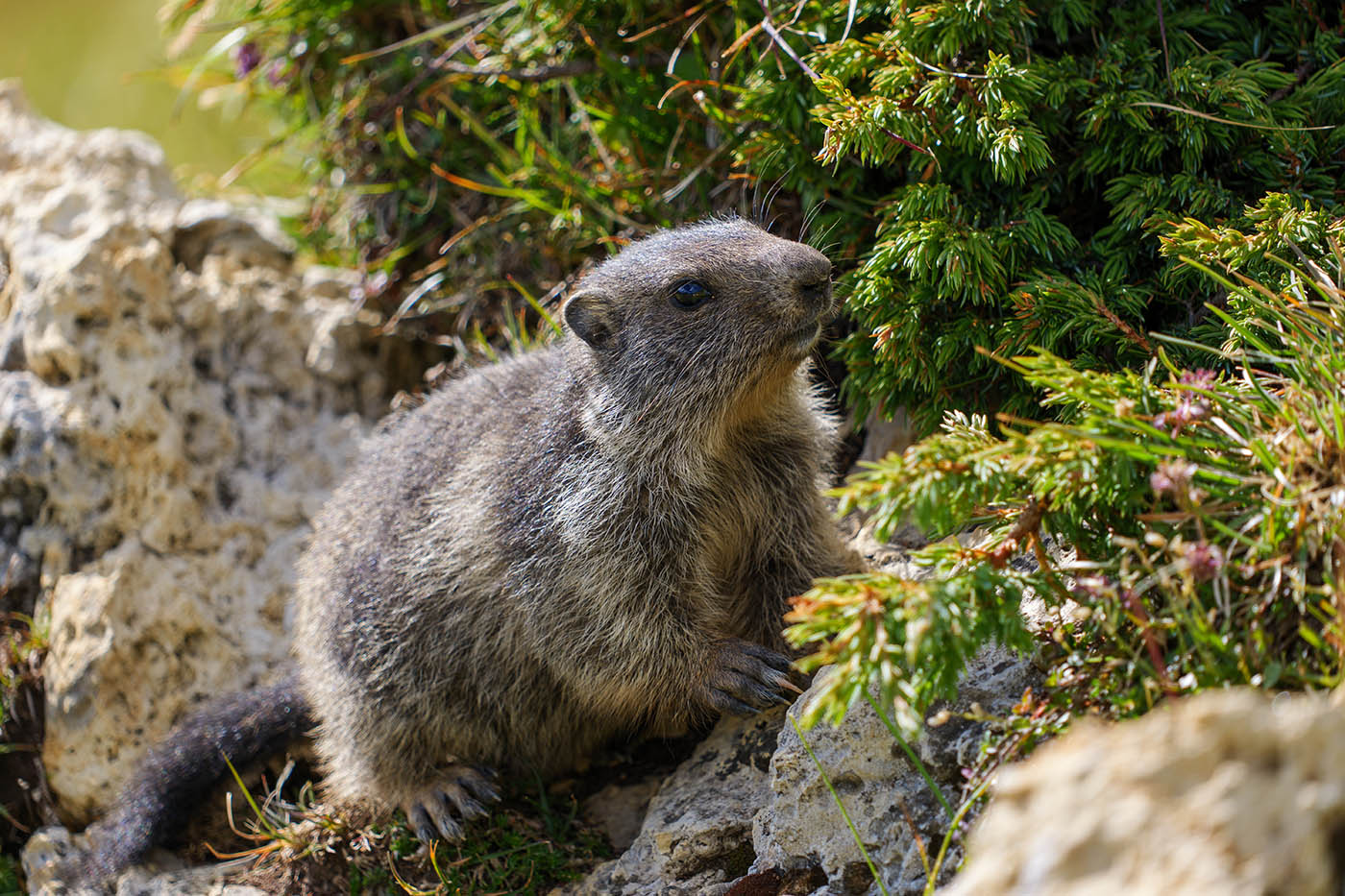 photographie animalière au Sigma 60-600mm f4.5-6.3 DG DN OS Sports