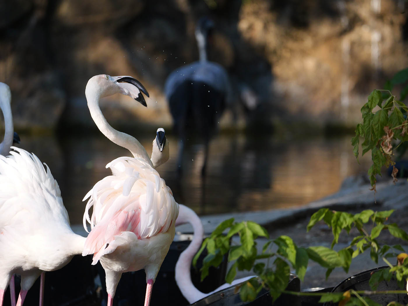 photographie de flamands roses