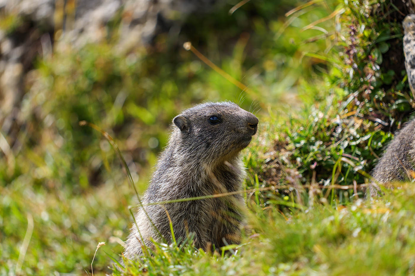 photographie marmotton avec téléobjectif L-Mount