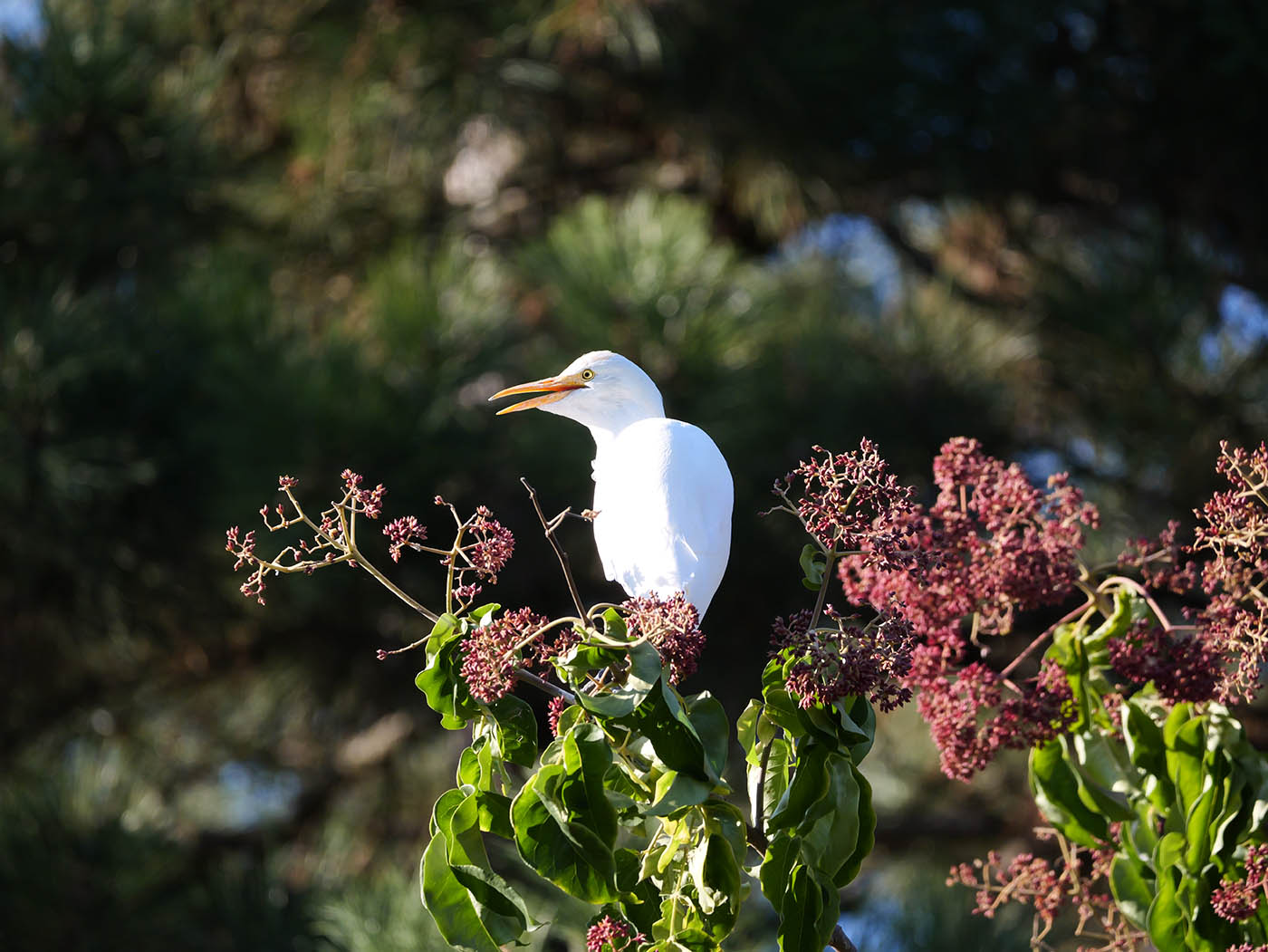 photographie oiseau