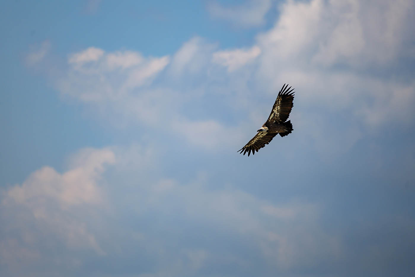 photographie oiseau en vol