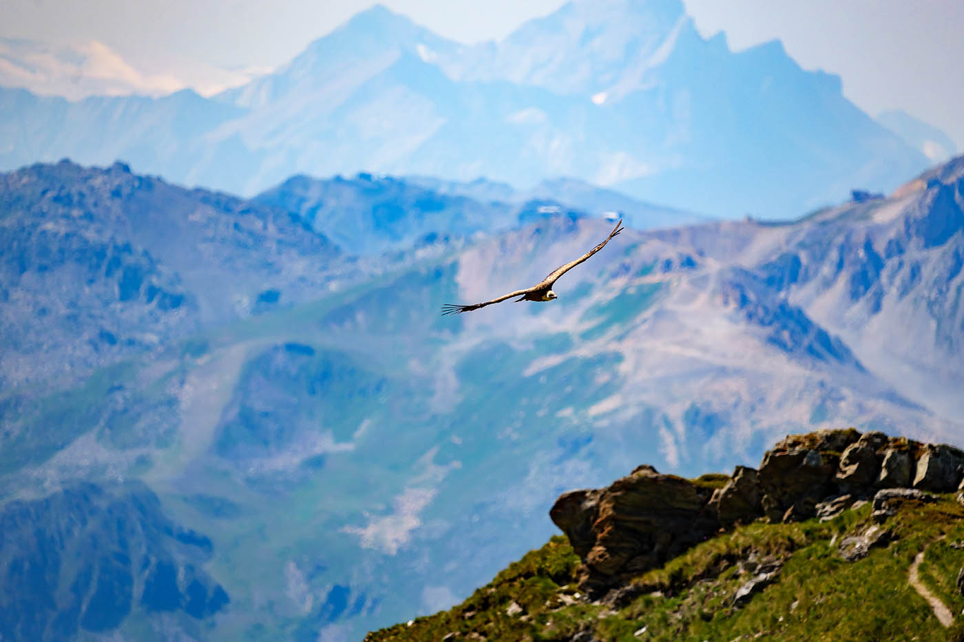 photographie rapace au téléobjectif