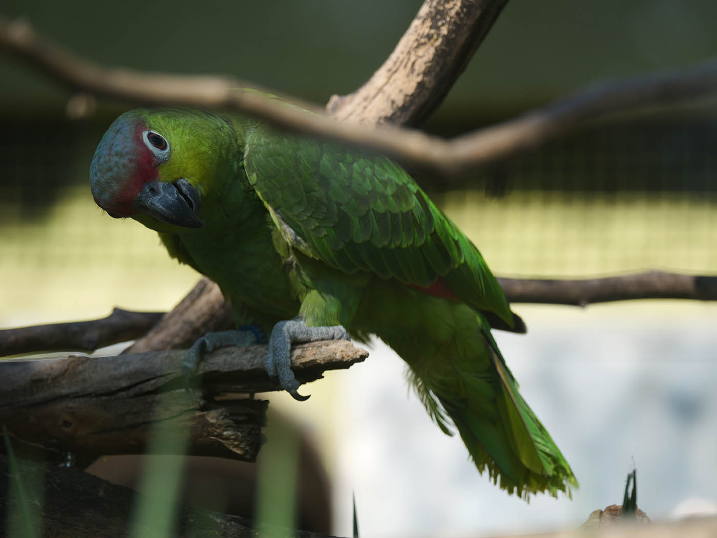 test autofocus sur les oiseaux avec le Lumix G9 II