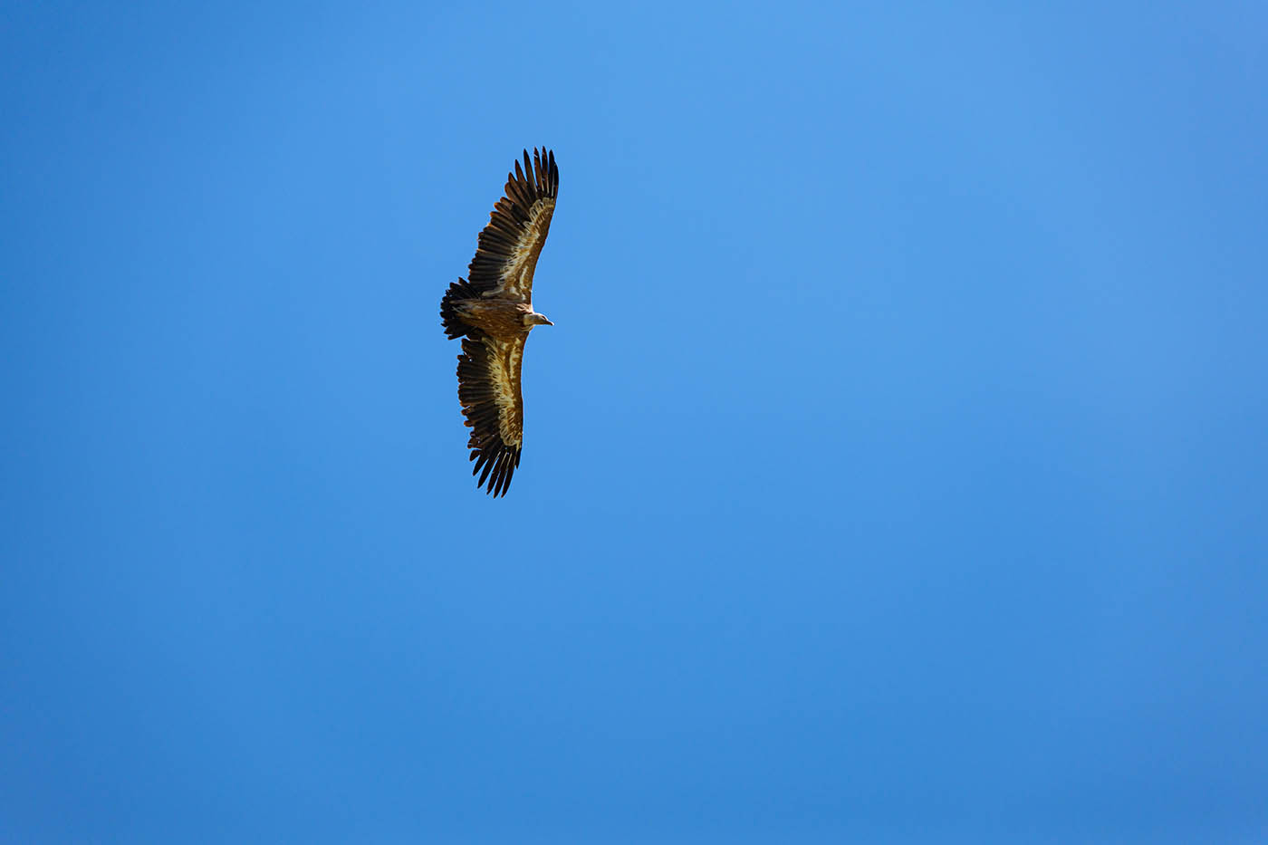 vautour au Sigma 60-600 mm f4.5-6.3 DG DN OS Sports